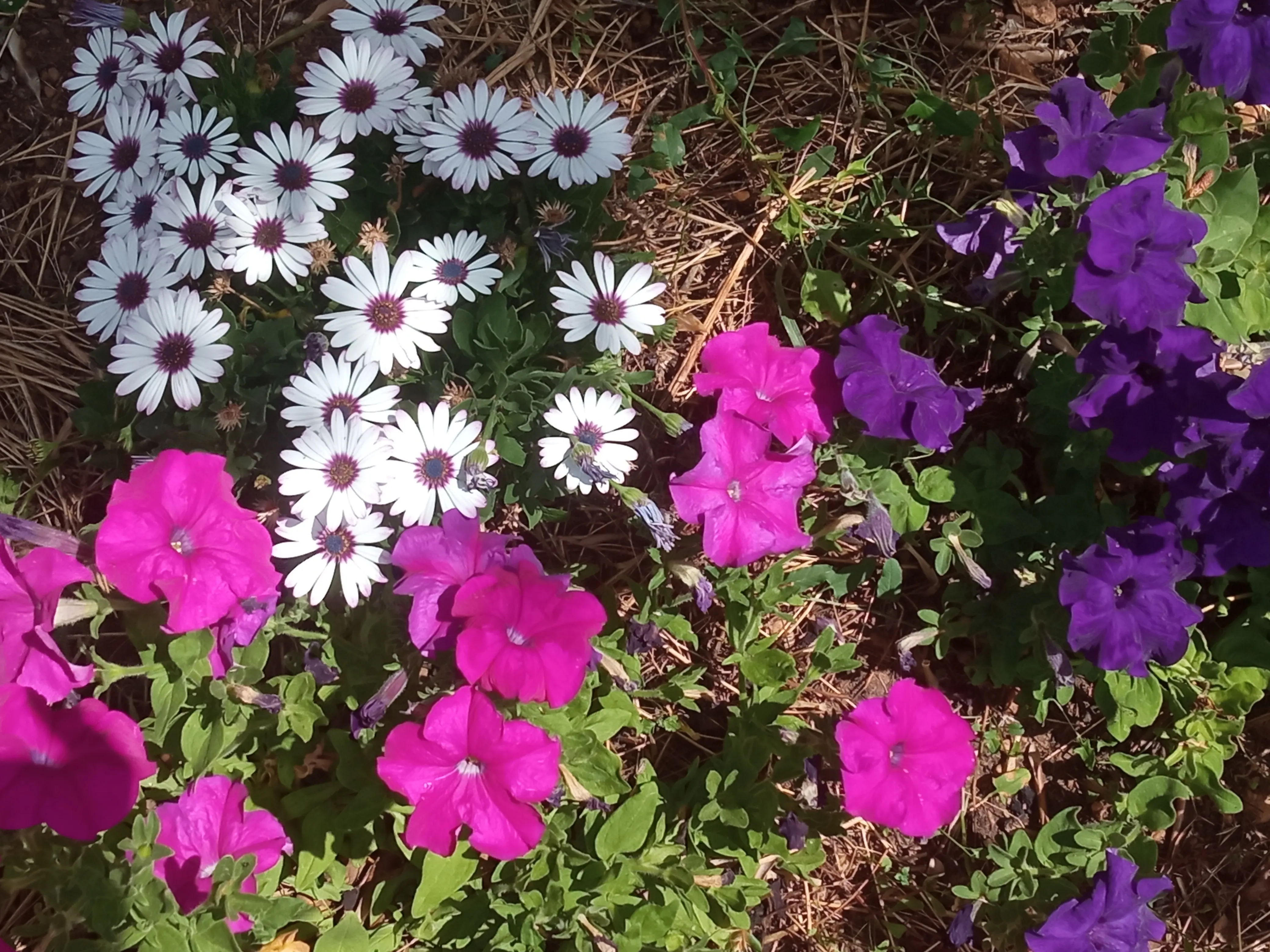 Canteiro com margaridas brancas e petúnias cor-de-rosa e roxas
