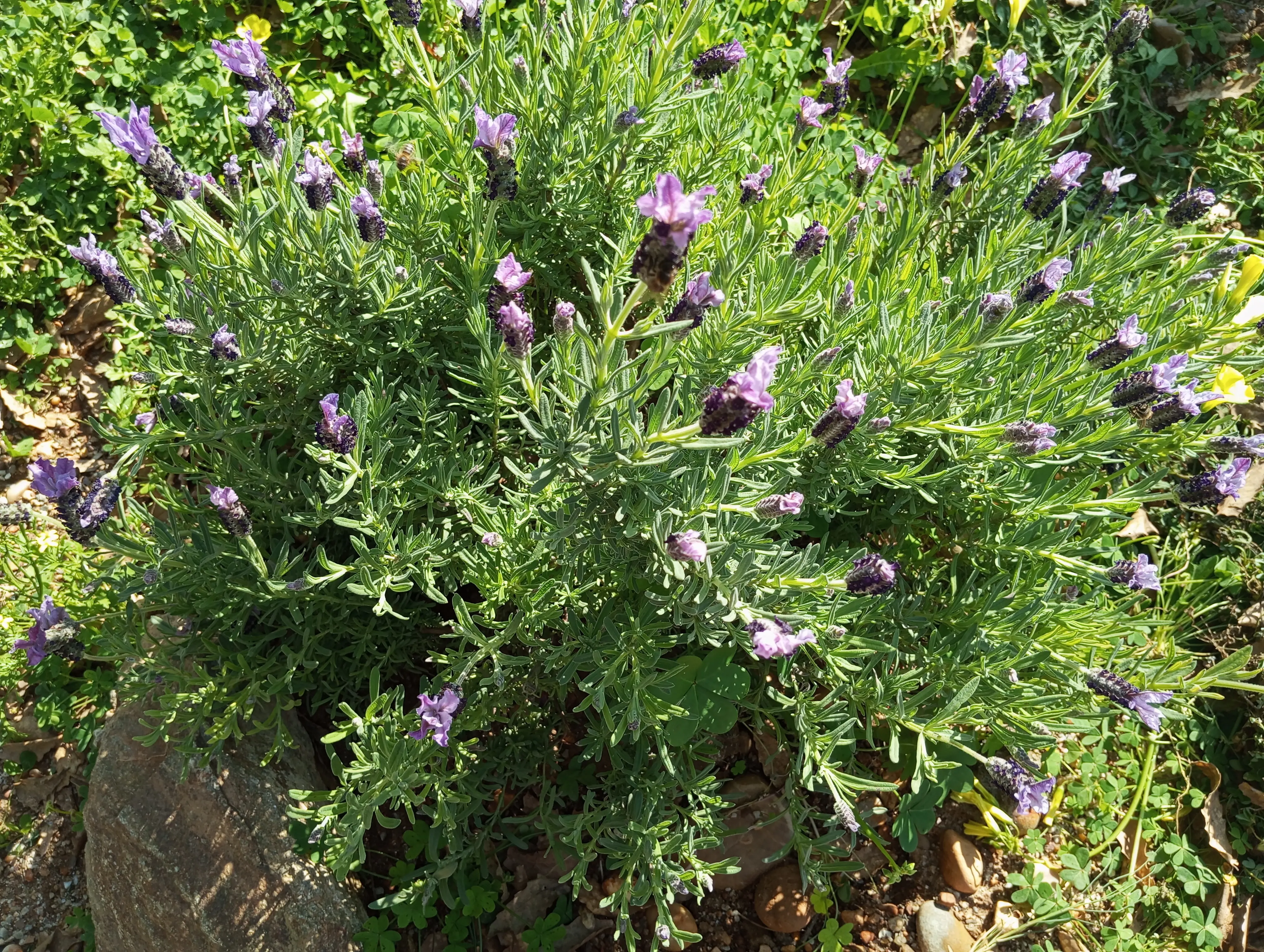 Rosmaninho em flor no jardim, com uma abelha entre as espigas roxas