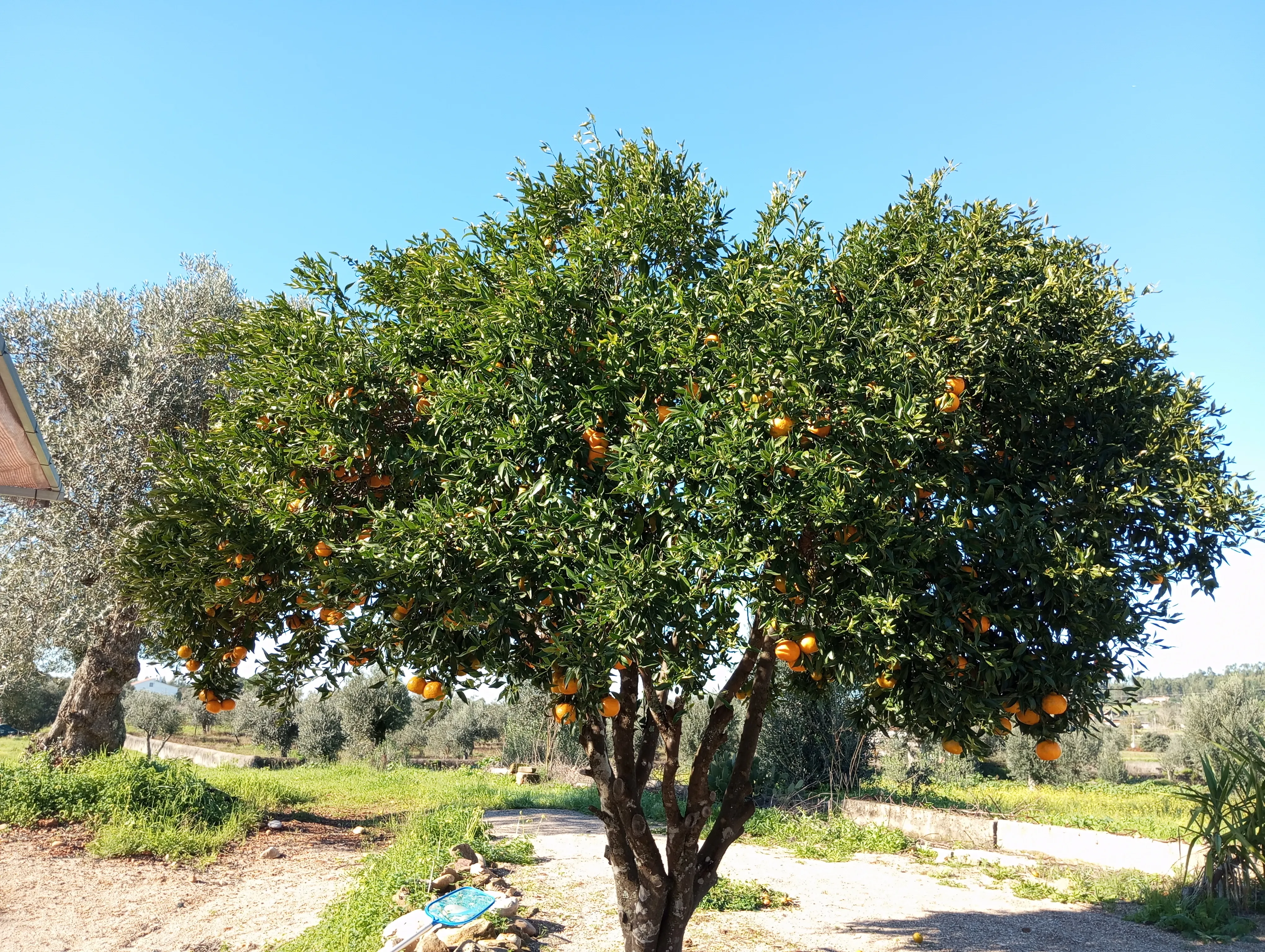 Laranjeira junto à casa, com o caminho de terra e as oliveiras a perder de vista