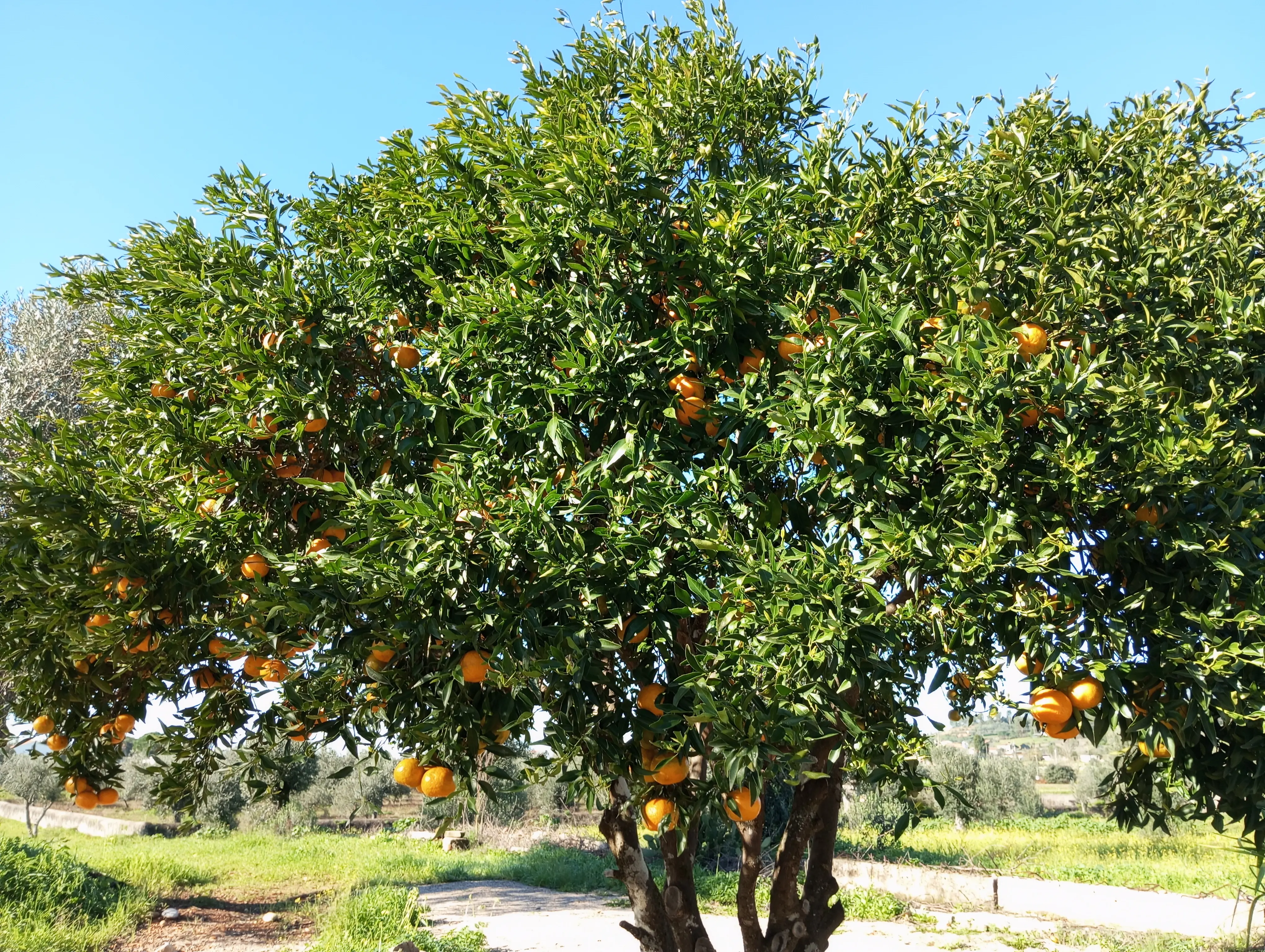 Laranjeira carregada de laranjas no jardim, com o olival e o campo em redor