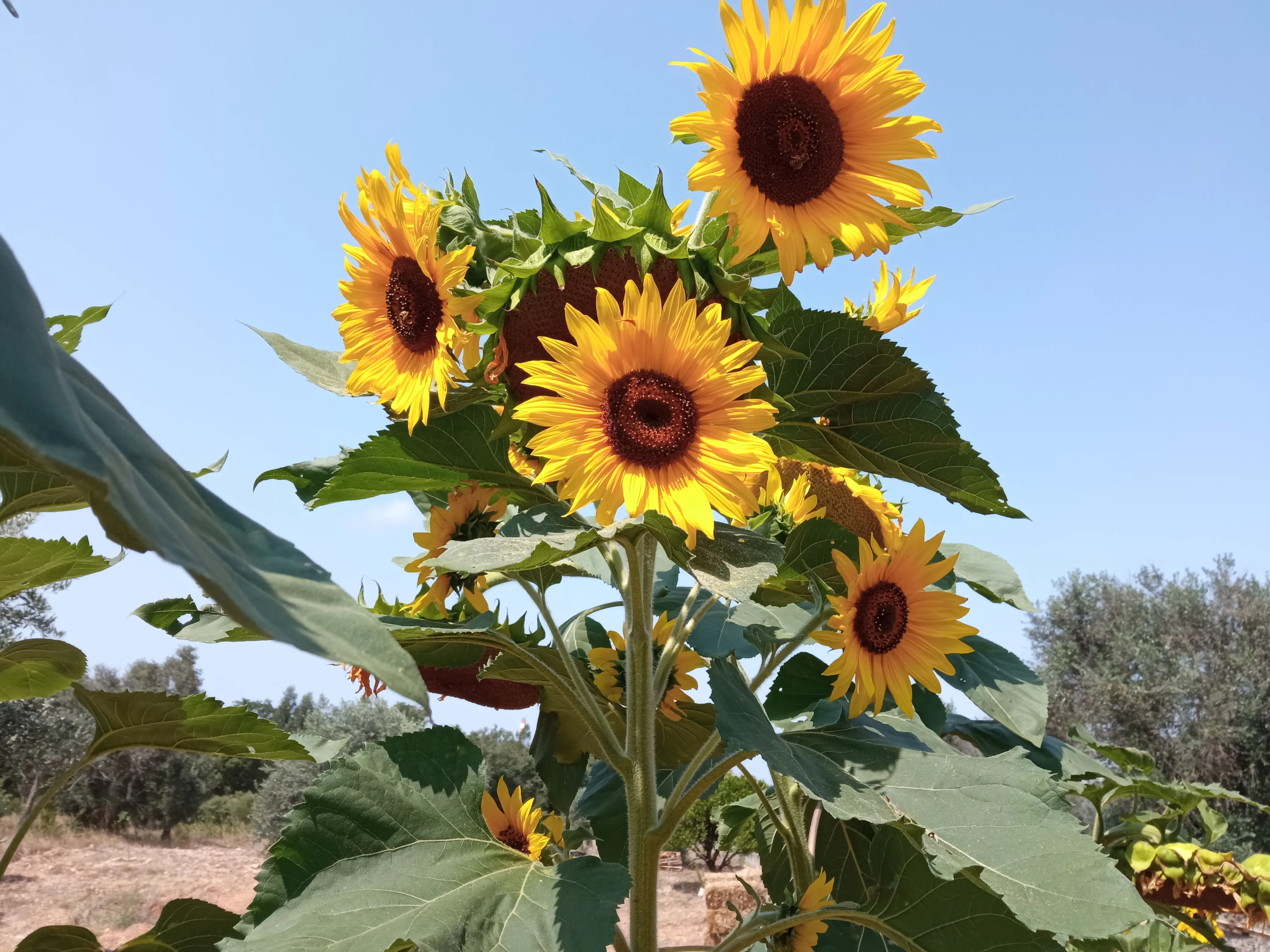 Girassóis em flor contra o céu azul, com o olival da propriedade ao fundo