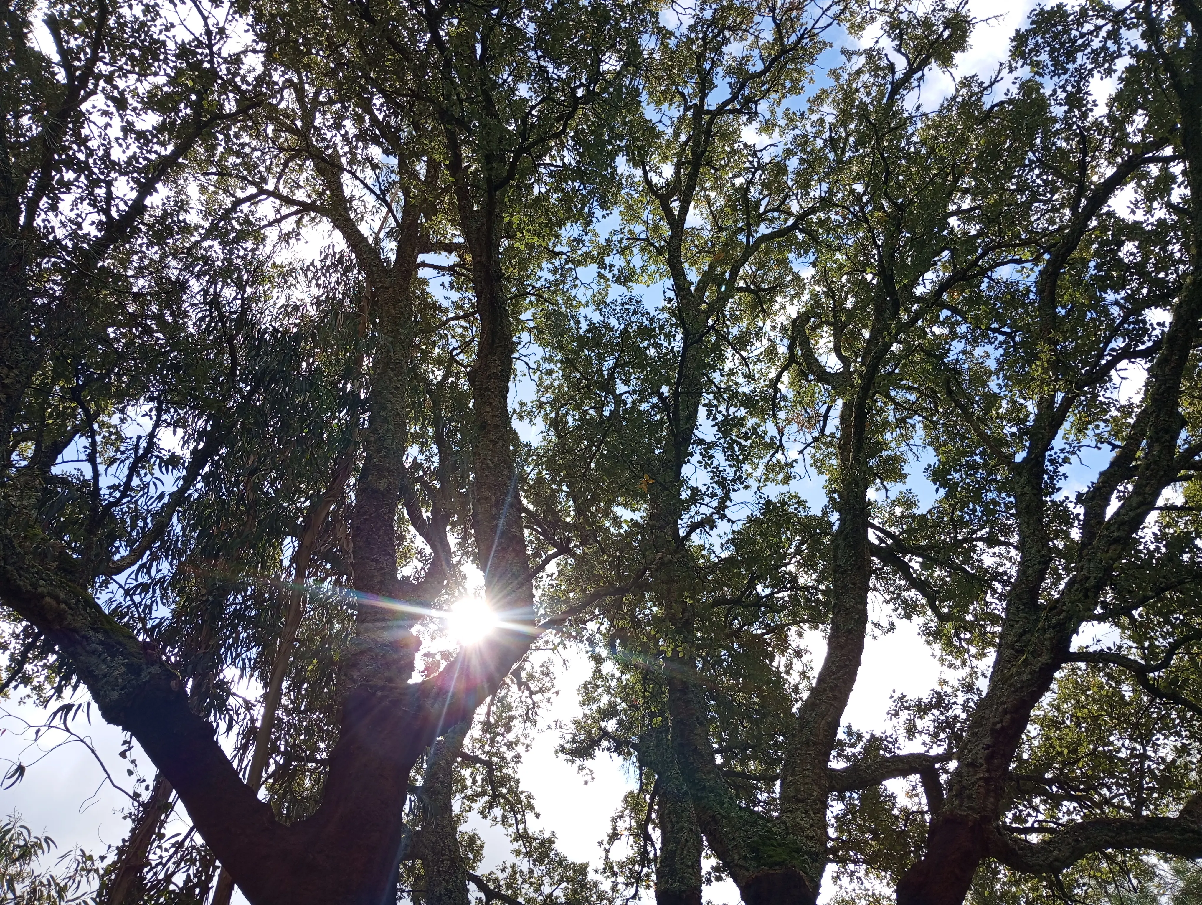 Sol a rasgar por entre os sobreiros da propriedade, visto de baixo